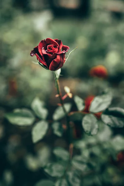 Zdjęcie zbliżenie czerwona róża z kropli wody i ciemnozielonych liści rośnie w ogrodzie z płytkiej głębi ostrości. — Zdjęcie stockowe