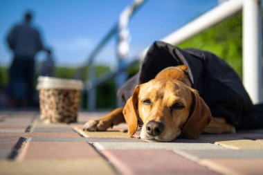 Kederli sokakta oturan keder yüzü ile Lonely terk evsiz aç sokak köpeği, Jacked, yemek için yalvarıyor giymişti