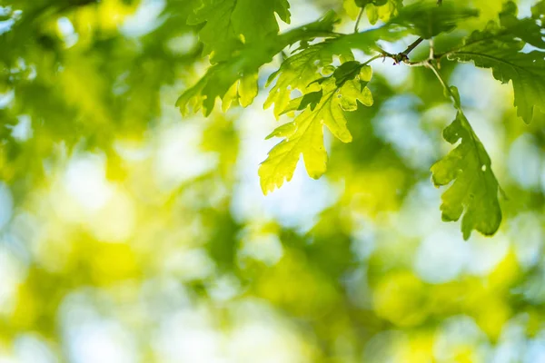 Foto de close-up de folhas na floresta sob o sol, capturado pela primavera ou início do verão. Conceito de ecologia e tranquilidade . — Fotografia de Stock