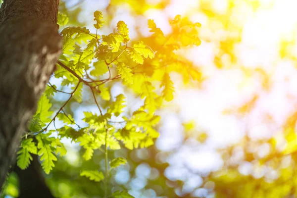 Zbliżenie zdjęcie liści w lesie pod słońcem, zrobione wiosną lub wczesnym latem. Koncepcja ekologii i spokoju. — Zdjęcie stockowe