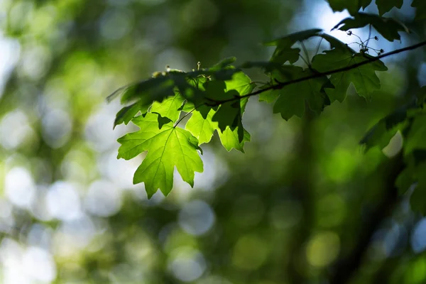 Foto de close-up de folhas na floresta sob o sol, capturado pela primavera ou início do verão. Conceito de ecologia e tranquilidade . — Fotografia de Stock