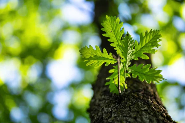 Foto de close-up de folhas na floresta sob o sol, capturado pela primavera ou início do verão. Conceito de ecologia e tranquilidade . — Fotografia de Stock