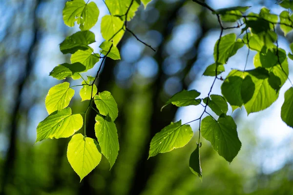 Foto de close-up de folhas na floresta sob o sol, capturado pela primavera ou início do verão. Conceito de ecologia e tranquilidade . — Fotografia de Stock