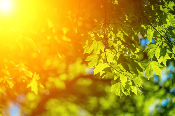 Foto de close-up de folhas na floresta sob o sol, capturado pela primavera ou início do verão. Conceito de ecologia e tranquilidade . — Fotografia de Stock