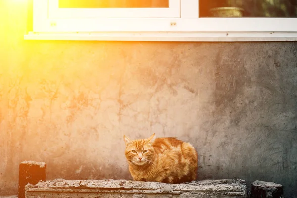 Foto de jengibre rojo gato sentado en frente de la vieja pared gris . — Foto de Stock
