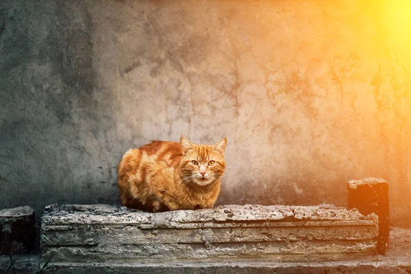 Eski gri duvarın önünde oturan kırmızı zencefil kedi fotoğrafı. — Stok fotoğraf