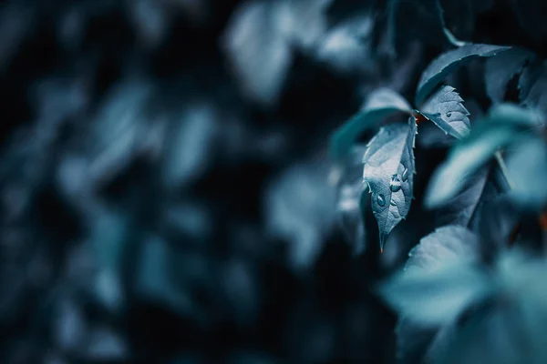 Fechar natureza fundo azul escuro de folhas com gotas de água no jardim ou na floresta na primavera ou no verão . — Fotografia de Stock