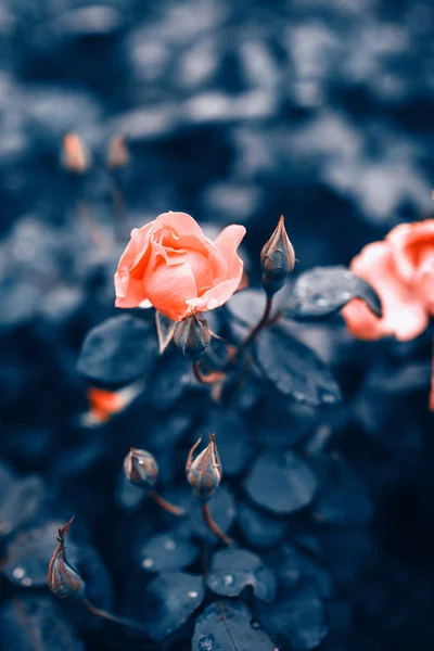 Fantastisk bakgrund av Rosa Ros med mörkblå blad med regndroppar som växer i trädgården med grunt skärpedjup — Stockfoto