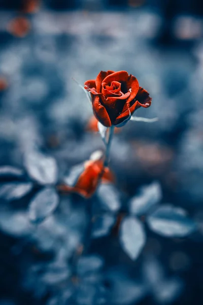 Fantastische achtergrond van rode roos met donkerblauw blad met regendruppels groeien in tuin met ondiepe scherptediepte — Stockfoto