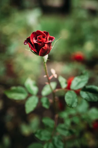 Zdjęcie zbliżenie czerwona róża z kropli wody i ciemnozielonych liści rośnie w ogrodzie z płytkiej głębi ostrości. — Zdjęcie stockowe