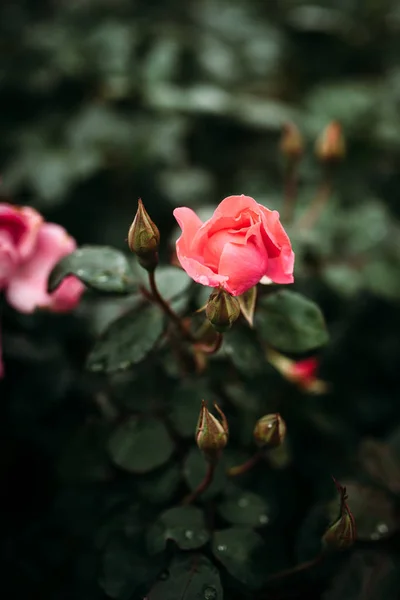 Foto av närbild rosa ros med vattendroppar och mörkt gröna blad växer i trädgården med grunt skärpedjup. — Stockfoto