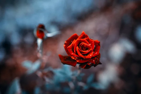 Sığ Alan Derinliği ile bahçede büyüyen yağmur damlaları ile koyu mavi yaprakları ile kırmızı gül Fantastik arka plan