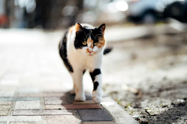 Yürüyen aç mutsuz üç renkli evsiz kedi fotoğrafı. — Stok fotoğraf
