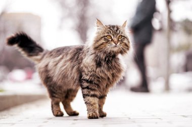 Fotoğraf yürüyüş mutsuz zencefil evsiz kedi.
