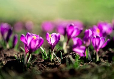 Safran çiçeği, çiğdemler güneş ışığı altında çiçek açan ilk taze bahar fotoğraf kapatmak.