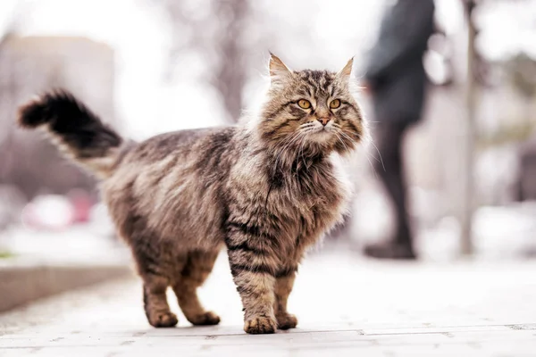 Fotó járás boldogtalan gyömbér hajléktalan macska. — Stock Fotó