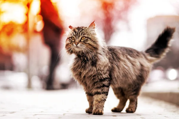 Foto de caminar infeliz jengibre sin hogar gato . — Foto de Stock