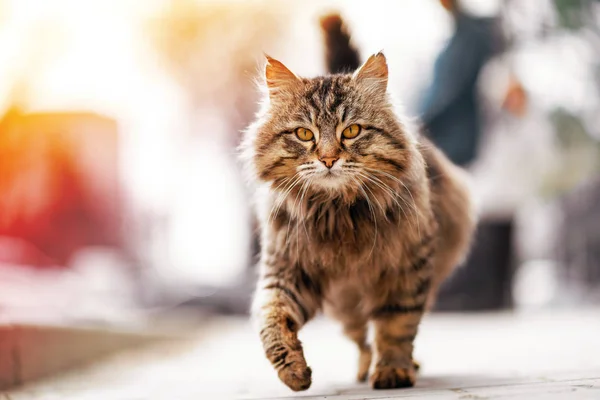 Foto de caminar infeliz jengibre sin hogar gato . — Foto de Stock