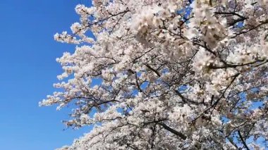 Açık mavi gökyüzü karşı kiraz çiçekleri