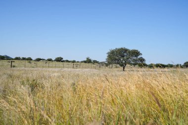 Genellikle Afrika manzara düşük açısından akasya ağacı, Kuru ot ve alanları ötesinde yol.