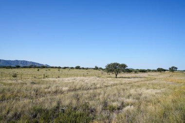 Yol kenarında akasya ağacı, Kuru ot ve alanları dışında genellikle Afrika yataydan.