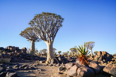 Namibia Quiver Tree Forest landscape at Keetmanshoop clipart