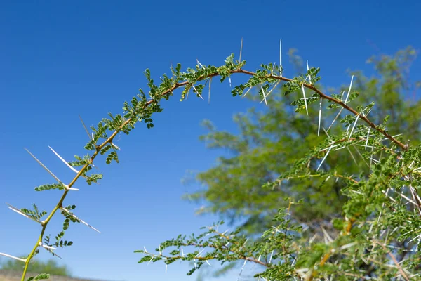 Épines Longues Une Branche Plante Vachellia Nilotica Acacia Thron Blanc — Photo