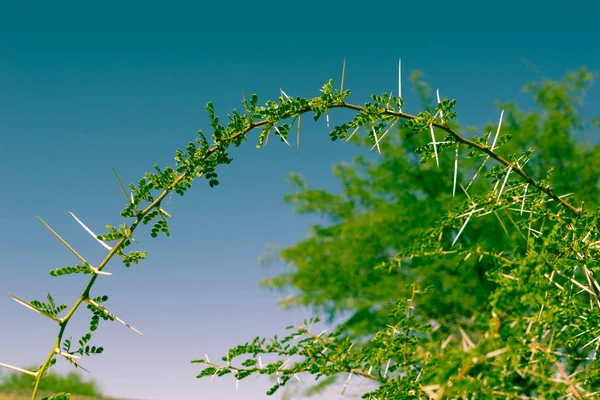 Lange Dornen Einer Vachellia Nilotica Oder Weißen Thron Akazienpflanze Kreuzen — Stockfoto