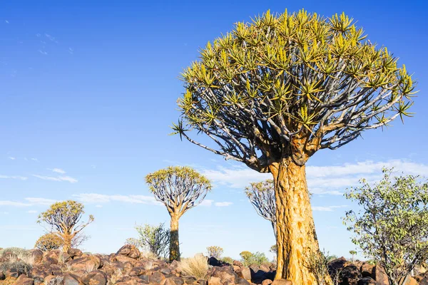 Namibia Tiburón Árbol Bosque Paisaje Keetmanshoop —  Fotos de Stock