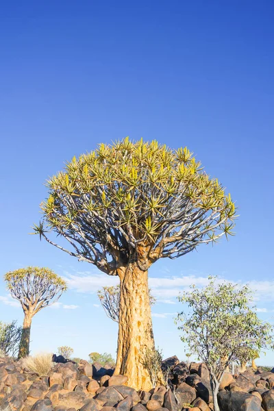 Намібія Сагайдак Дерева Лісу Краєвид Кітмансхупе — стокове фото