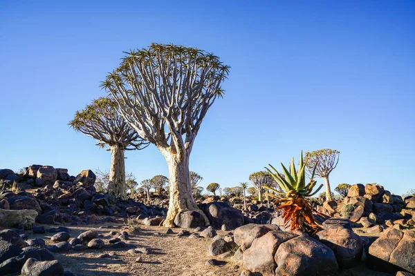 Namibië Quiver Tree Forest Landschap Keetmanshoop — Gratis stockfoto