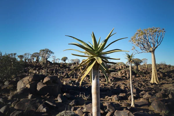 Namibia Tiburón Árbol Bosque Paisaje Keetmanshoop —  Fotos de Stock