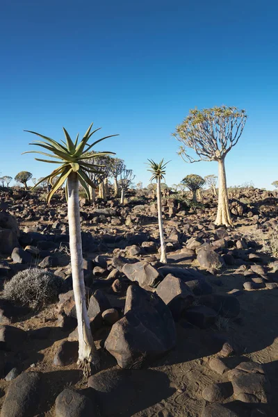 Namibia Tiburón Árbol Bosque Paisaje Keetmanshoop —  Fotos de Stock