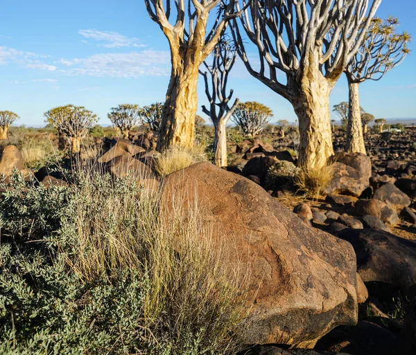 Keetmanshoop でナミビアの矢筒の森風景 — ストック写真