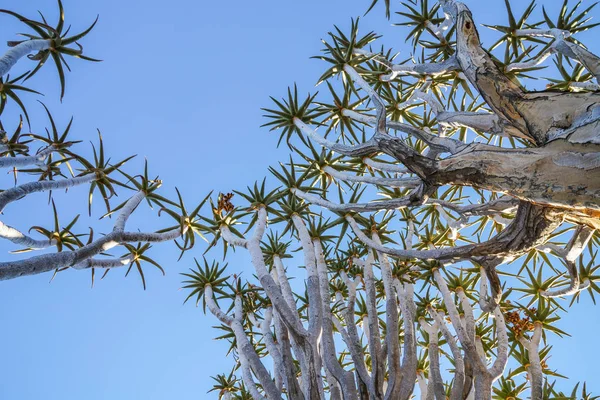 Namibia Kołczan Drzewo Las Krajobraz Keetmanshoop — Zdjęcie stockowe