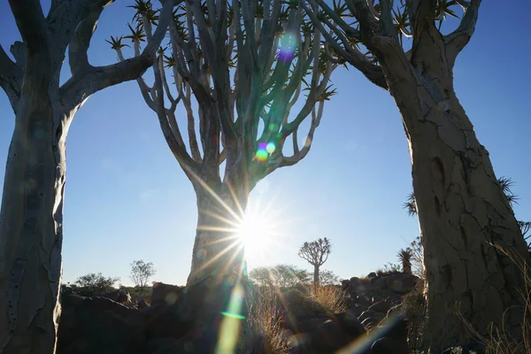 Namibia Tiburón Árbol Bosque Paisaje Keetmanshoop —  Fotos de Stock