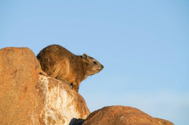 Dassie üzerinde bir geç öğleden sonra güneş kayalar