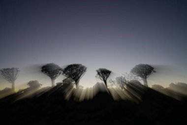 Ghostly effect of  Quiver Tree Forest before sunrise with zom blur effect in Namibia. clipart