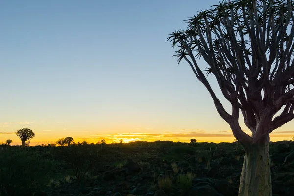 Sylwetka Kołczan Drzewo Krajobraz Zachodzie Słońca Keetmanshoop Namibia — Zdjęcie stockowe