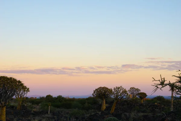 Silhouette Quiver Tree Landscape Sunrise Keetmanshoop Namibia — Stock Photo, Image