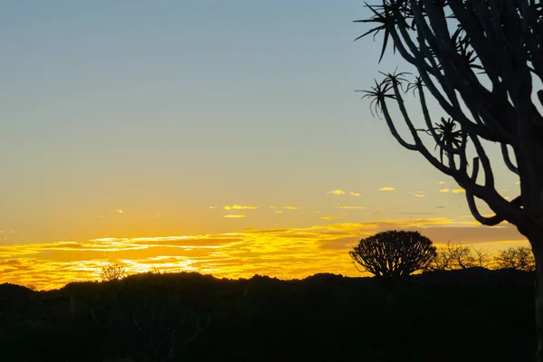 Silhouette Carcaj Tree Landscape Sunset Keetmanshoop Namibia — Foto de Stock