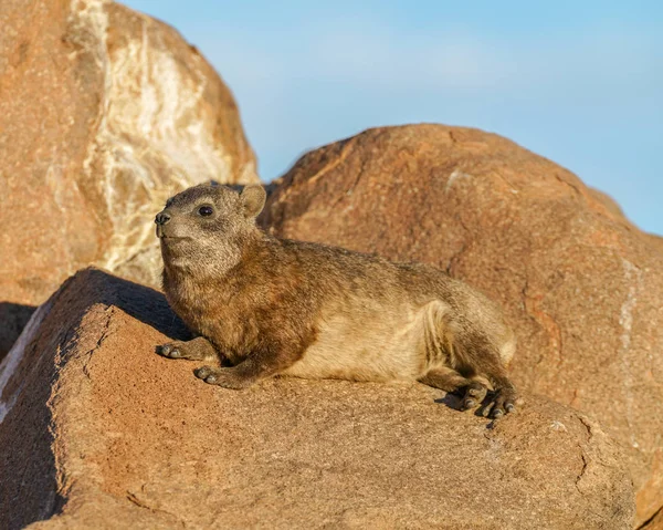 Pequena Rocha Peluda Dassie Relaxante Rochas Final Tarde Sol — Fotos gratuitas