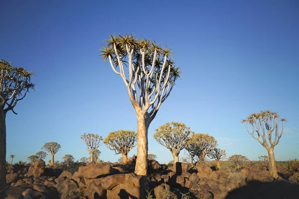 Namíbia Quiver Tree Forest Pedra Espalhada Paisagem Plana Início Manhã — Fotografia de Stock Grátis