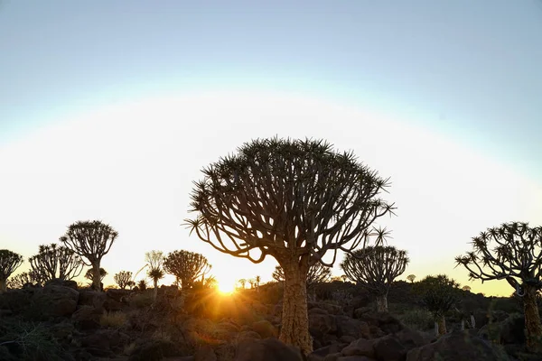 Paisaje Poco Poco Cobra Vida Medida Que Sol Levanta Sobre —  Fotos de Stock