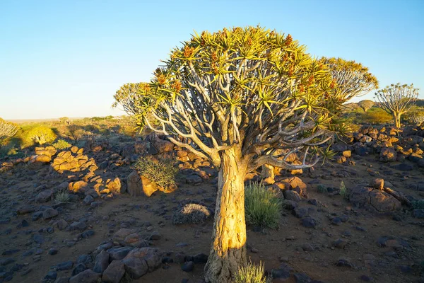 朝の太陽に当たるアロエ矢筒木と矢筒の木の森 Keetmanshoop ナミビアの頑丈な岩の多い地形 — ストック写真