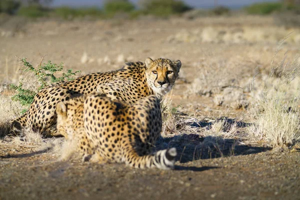 Gepard Namibii Wildlife Velká Kočka Detail — Stock fotografie
