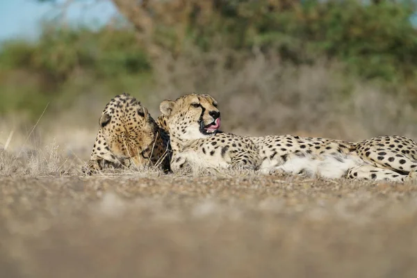 Gepard Leżącego Ziemi Razem Namibia Dzikość Kot Zbliżenie — Zdjęcie stockowe
