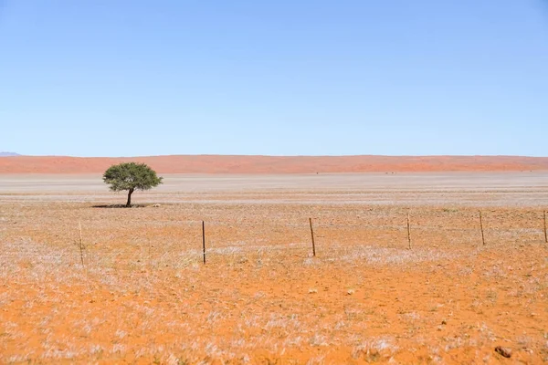 Amplio Paisaje Namibia Con Pequeño Árbol — Foto de Stock