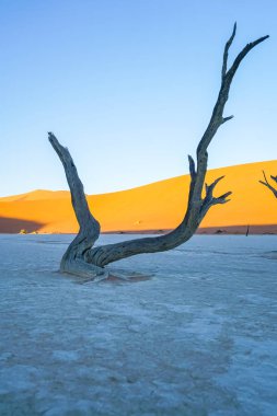 Sossusvlei turuncu renk dunes adlı ölü Vlei ölü ağaçlar ve tuz tavada beyaz gölge güneş yükselir..