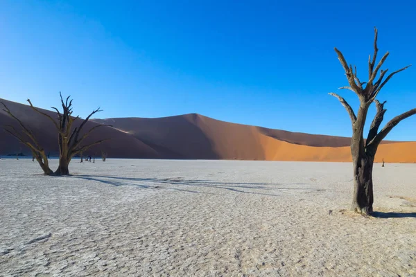 Gurun Pasir Sossusvlei Dead Vlei Dengan Suar Lensa Pohon Tua — Stok Foto